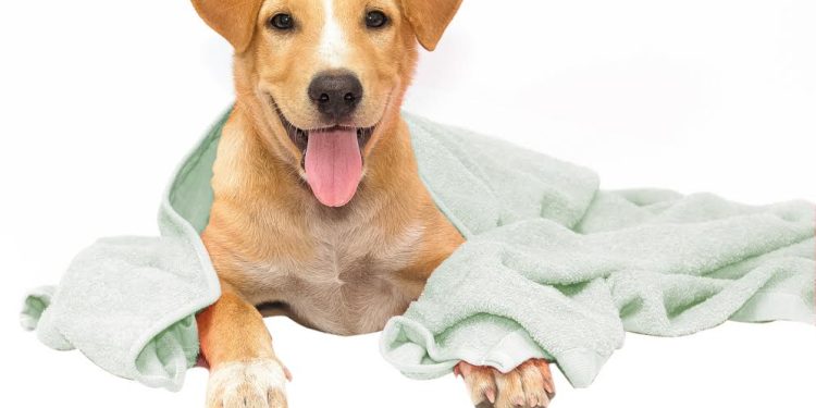 Grooming Agencies
